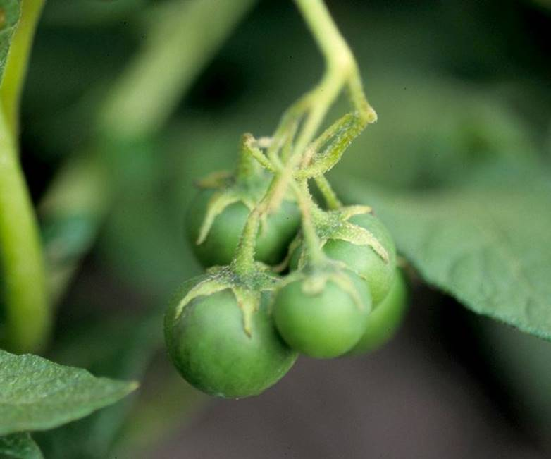what looks like little green cherry tomatoes